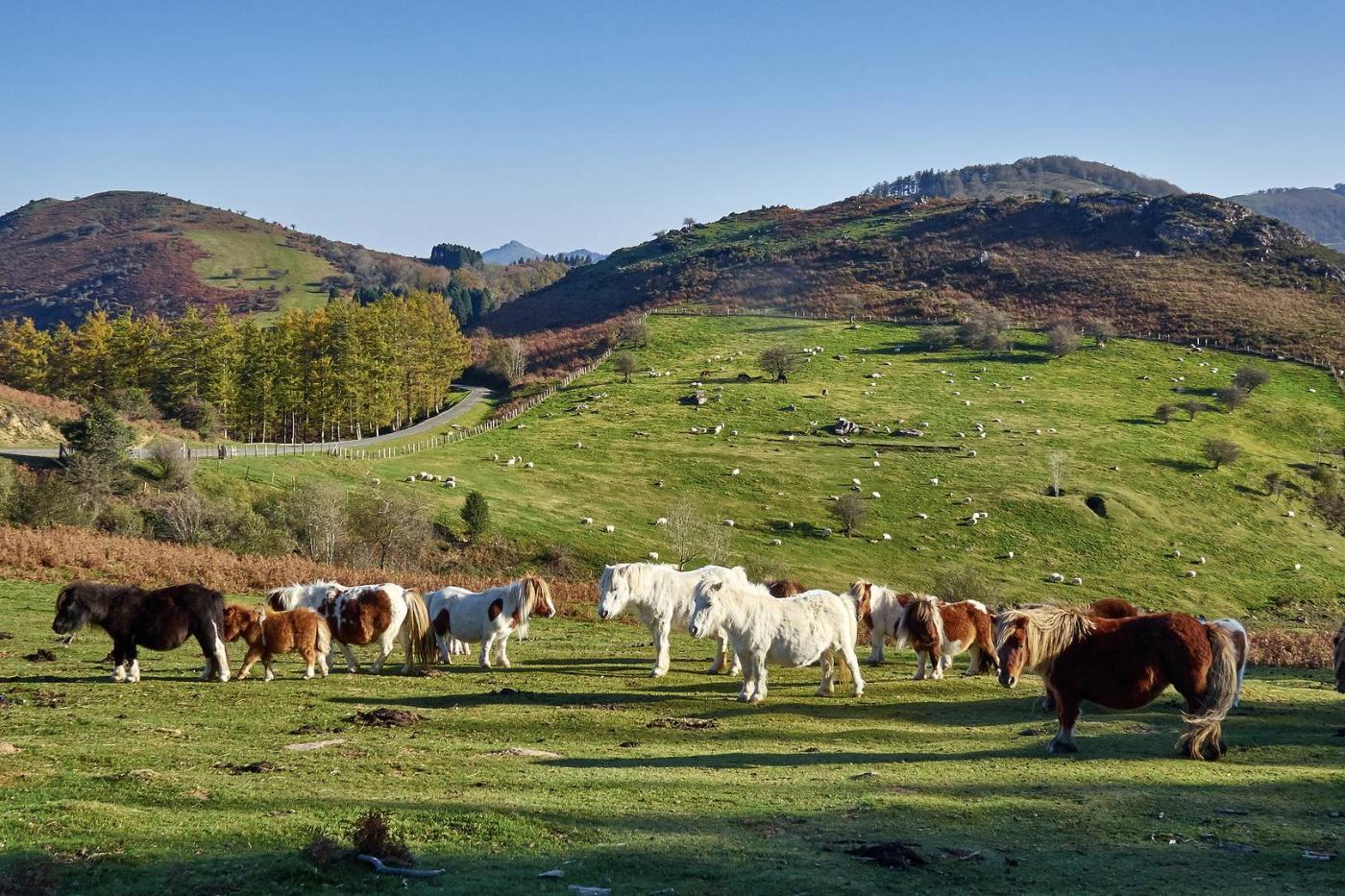 Horses on a mountainside